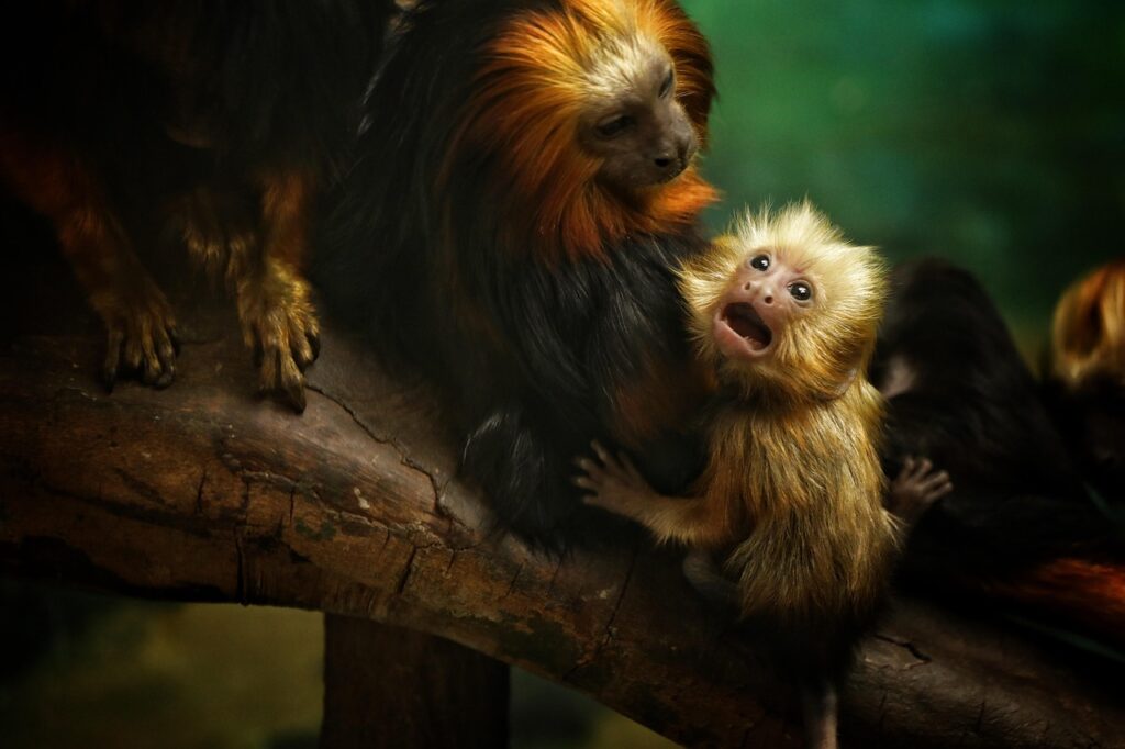 Two colourful monkeys on a tree, parent and baby looking at each other