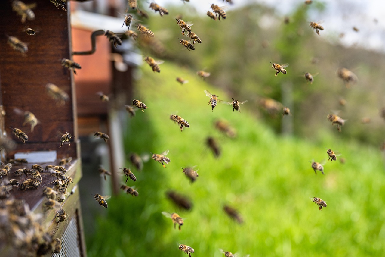 Swarm of bees flying around a wooden beehive in natural light