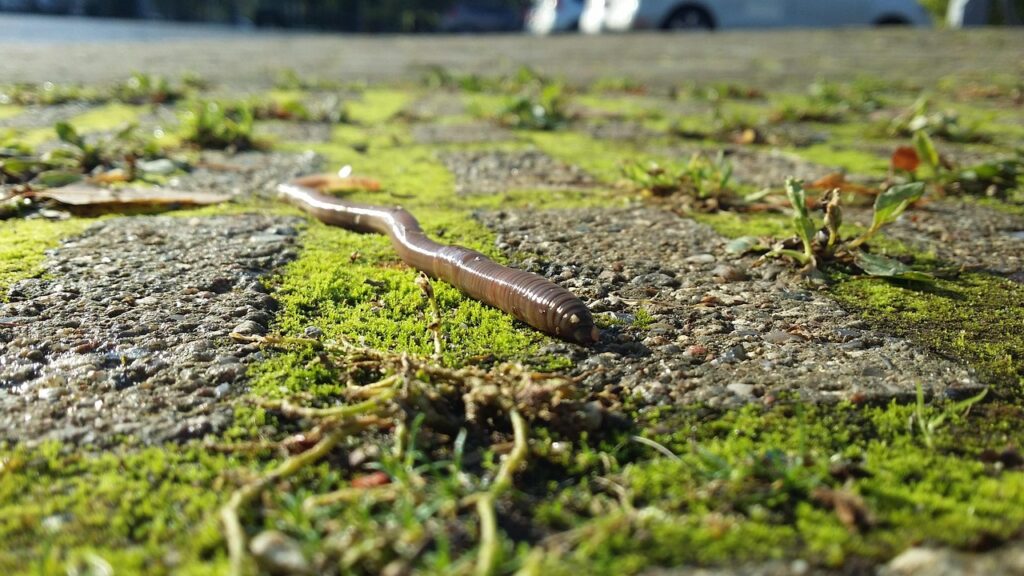Earthworm crawling on moss and pavement