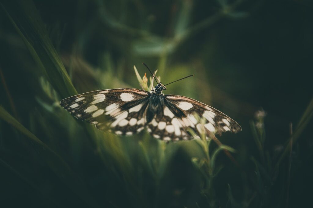 Macro photo of a black and white butterfly resting on green leaves with a blurred background.